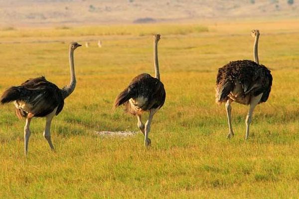 鴕鳥會飛嗎 鴕鳥是鳥嗎