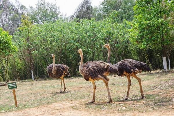 鴕鳥會飛嗎 鴕鳥是鳥嗎