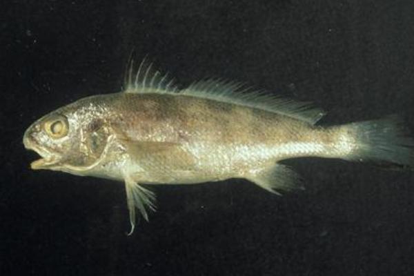 黃唇魚和大黃魚的區別是什么 黃唇魚的營養價值