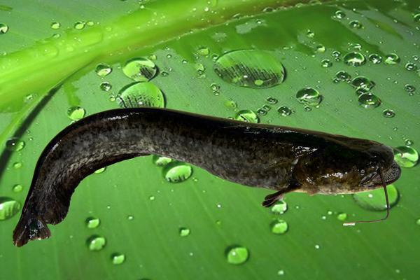  大口鯰市場價格多少錢一斤 大口鯰的營養價值