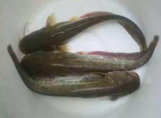 大口鯰市場價格多少錢一斤 大口鯰的營養價值