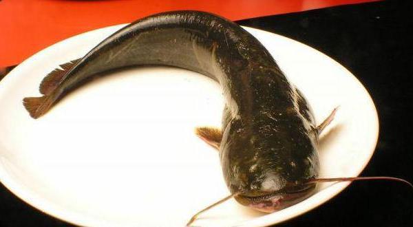 大口鯰市場價格多少錢一斤 大口鯰的營養價值