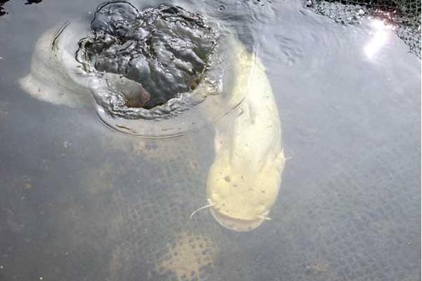 大口鯰市場價格多少錢一斤 大口鯰的營養價值