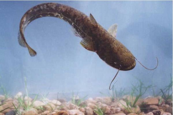 大口鯰市場價格多少錢一斤 大口鯰的營養價值