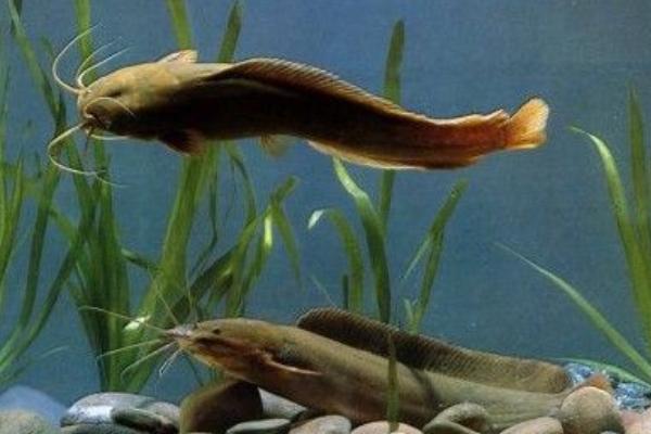 大口鯰市場價格多少錢一斤 大口鯰的營養價值