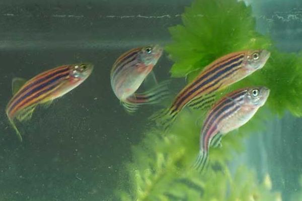 斑馬魚壽命有多長(zhǎng) 斑馬魚產(chǎn)卵前兆