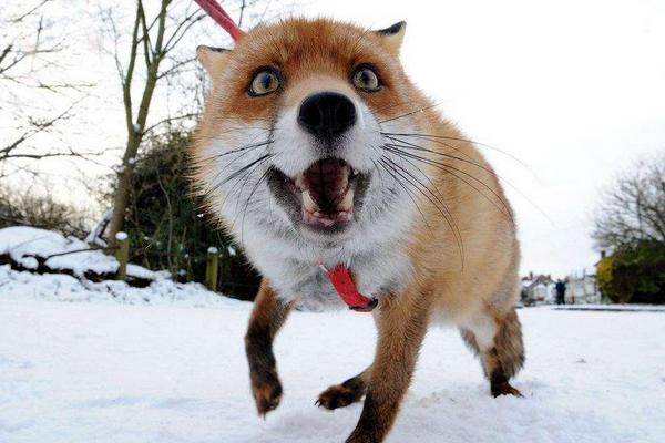 寵物狐貍吃什么 寵物狐貍咬人嗎