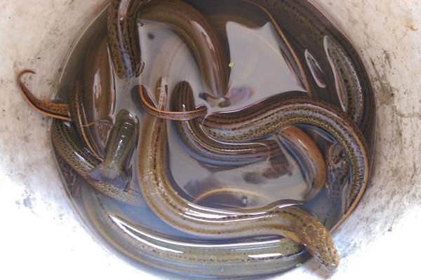 野生黃鱔怎么辨別 野生黃鱔和養(yǎng)殖黃鱔的區(qū)別是什么