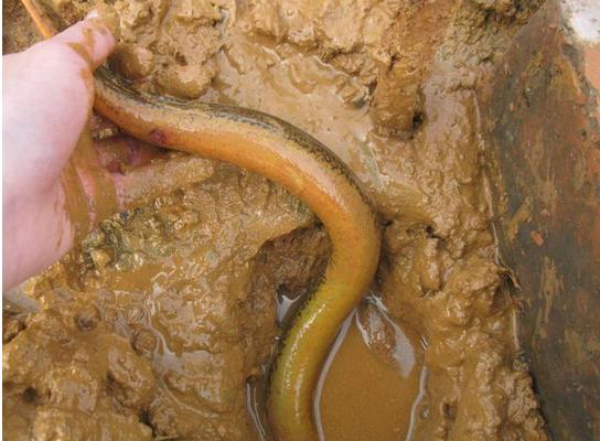 野生黃鱔怎么辨別 野生黃鱔和養殖黃鱔的區別是什么