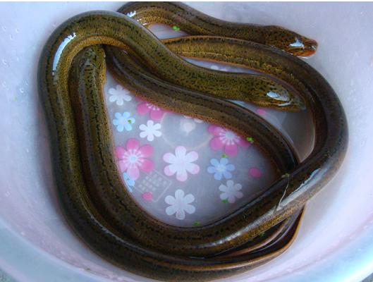 野生黃鱔怎么辨別 野生黃鱔和養殖黃鱔的區別是什么