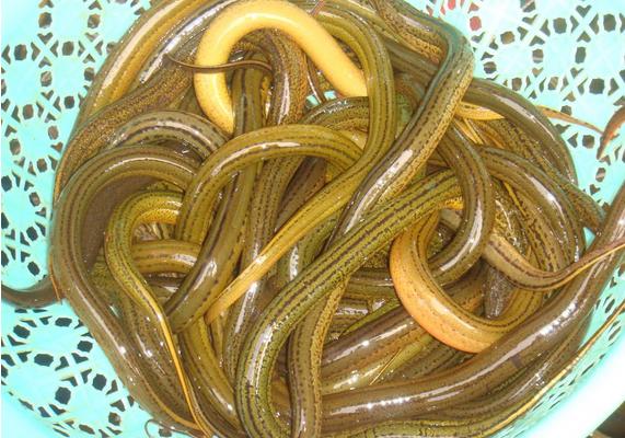 野生黃鱔怎么辨別 野生黃鱔和養殖黃鱔的區別是什么