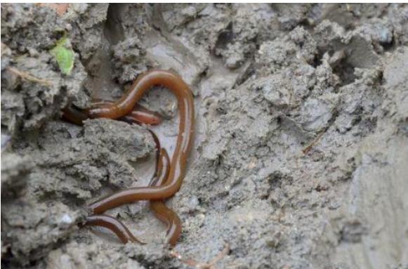 野生黃鱔怎么辨別 野生黃鱔和養殖黃鱔的區別是什么