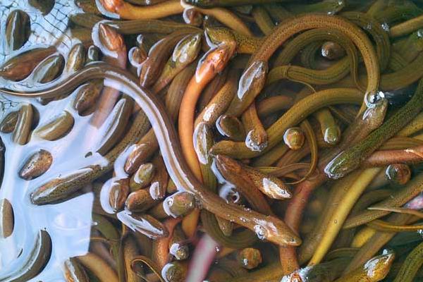 野生黃鱔怎么辨別 野生黃鱔和養殖黃鱔的區別是什么