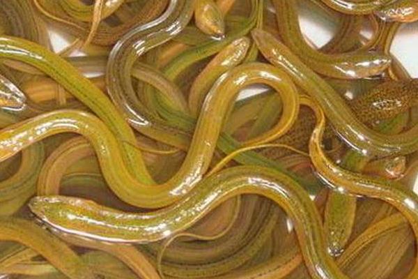 黃鱔和泥鰍的區(qū)別是什么 泥鰍和黃鱔能一起養(yǎng)嗎