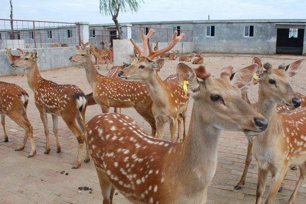 梅花鹿養殖成本和利潤 梅花鹿吃什么
