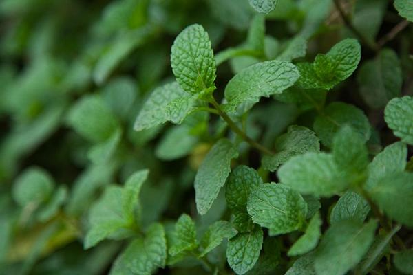 薄荷什么時(shí)候開花（幾月） 盆栽薄荷的養(yǎng)殖須知