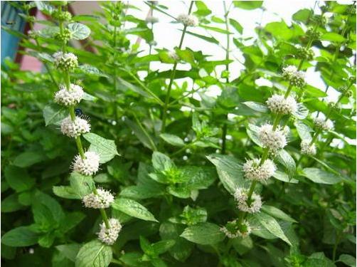 薄荷什么時候開花（幾月） 盆栽薄荷的養殖須知