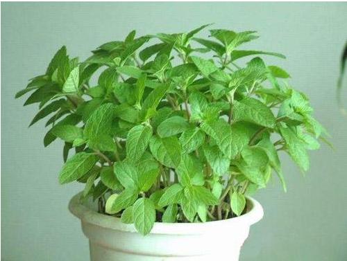 薄荷什么時候開花（幾月） 盆栽薄荷的養殖須知