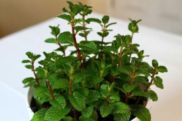 薄荷什么時候開花（幾月） 盆栽薄荷的養殖須知