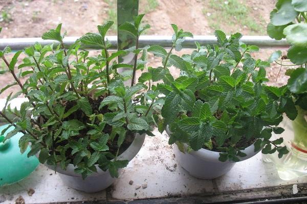 薄荷什么時候開花（幾月） 盆栽薄荷的養殖須知