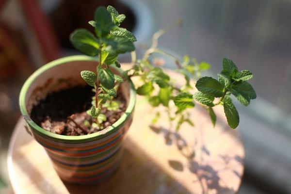 薄荷什么時候開花（幾月） 盆栽薄荷的養殖須知