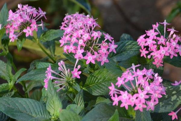 繁星花什么時候開花 繁星花花期是幾月