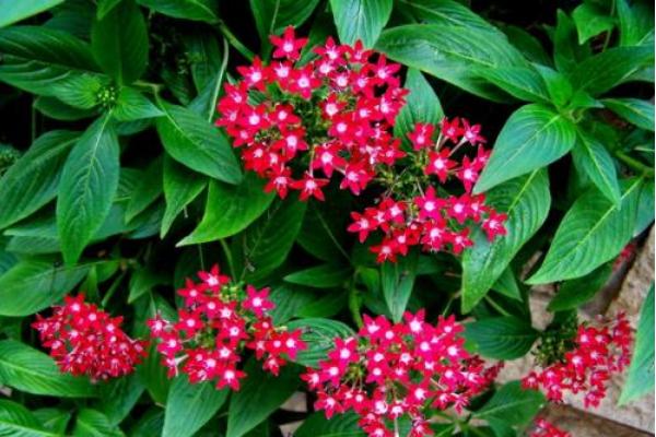 繁星花什么時候開花 繁星花花期是幾月