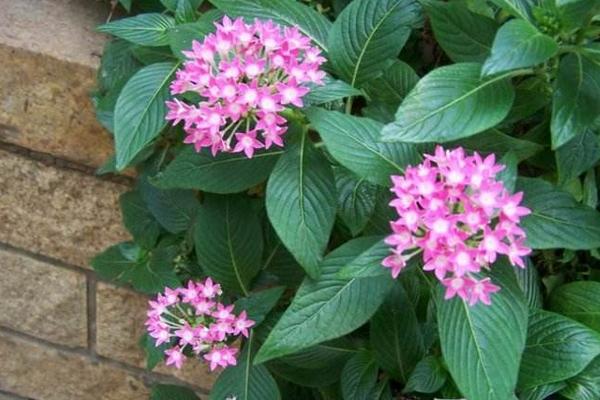 繁星花什么時候開花 繁星花花期是幾月