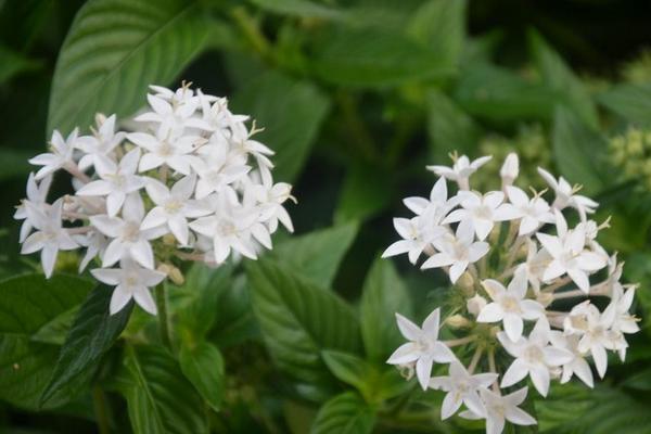繁星花什么時候開花 繁星花花期是幾月