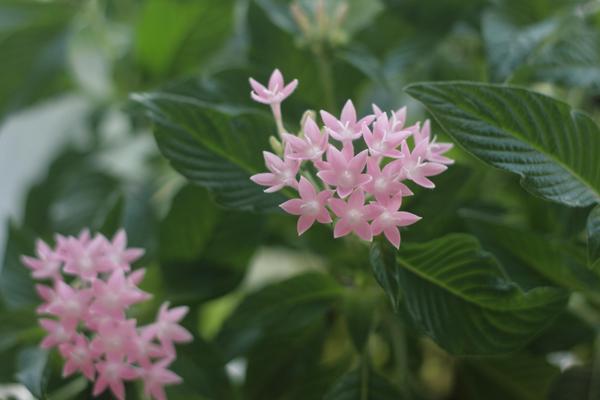 繁星花什么時候開花 繁星花花期是幾月