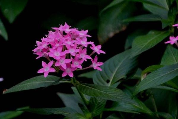 繁星花什么時候開花 繁星花花期是幾月