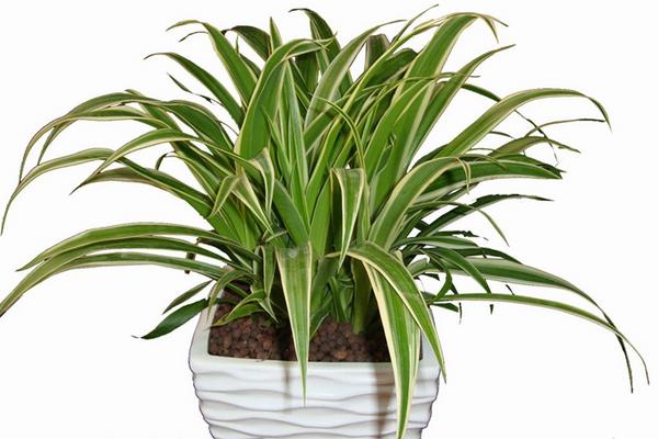 金邊吊蘭圖片大全 金邊吊蘭市場應用價值