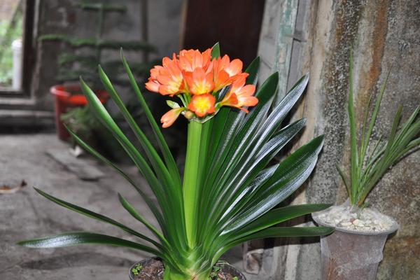 君子蘭不開花怎么辦 君子蘭長得慢是怎么回事