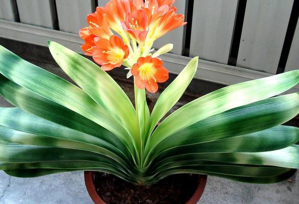 君子蘭開(kāi)花有什么寓意和兆頭 君子蘭為什么不能送人