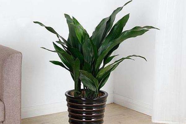 一葉蘭什么時候開花（幾月） 一葉蘭怎么修剪枝葉好看