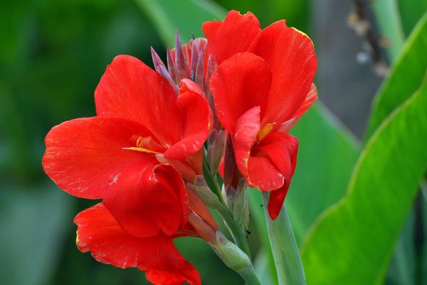 美人蕉花語及寓意 美人蕉什么時候開花