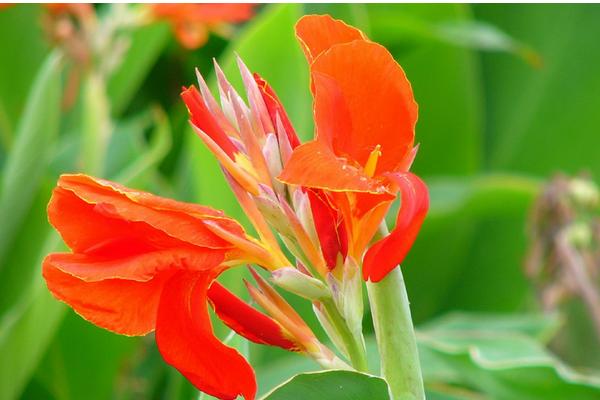 美人蕉花語(yǔ)及寓意 美人蕉什么時(shí)候開花