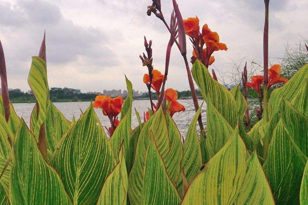 美人蕉花語(yǔ)及寓意 美人蕉什么時(shí)候開花