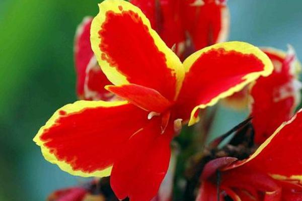 美人蕉花語(yǔ)及寓意 美人蕉什么時(shí)候開花