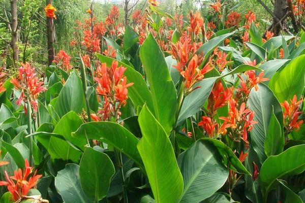 美人蕉花語(yǔ)及寓意 美人蕉什么時(shí)候開花