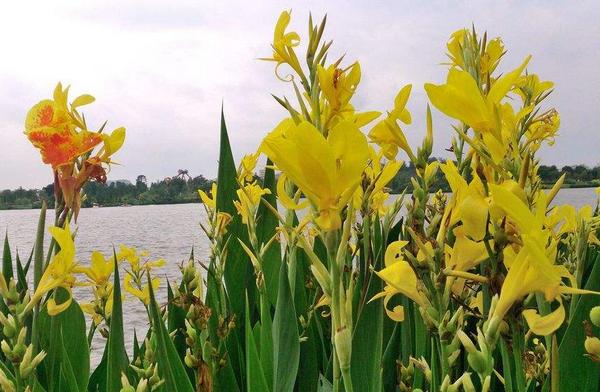 美人蕉花語(yǔ)及寓意 美人蕉什么時(shí)候開花