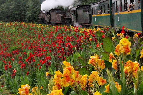 美人蕉花語(yǔ)及寓意 美人蕉什么時(shí)候開花