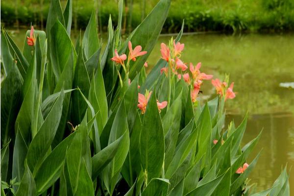 美人蕉花語(yǔ)及寓意 美人蕉什么時(shí)候開花