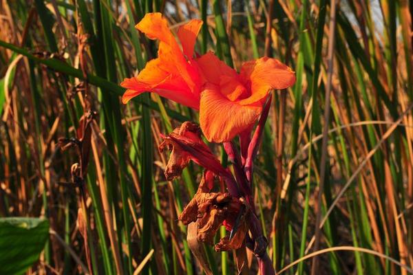 美人蕉花語(yǔ)及寓意 美人蕉什么時(shí)候開花