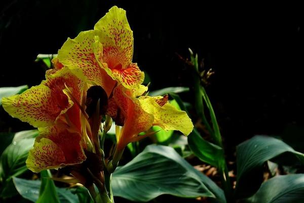 美人蕉花語(yǔ)及寓意 美人蕉什么時(shí)候開花