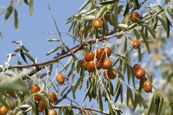 沙棗市場價格多少錢一斤