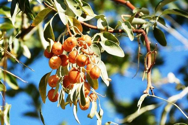 沙棗市場價格多少錢一斤 沙棗怎么吃