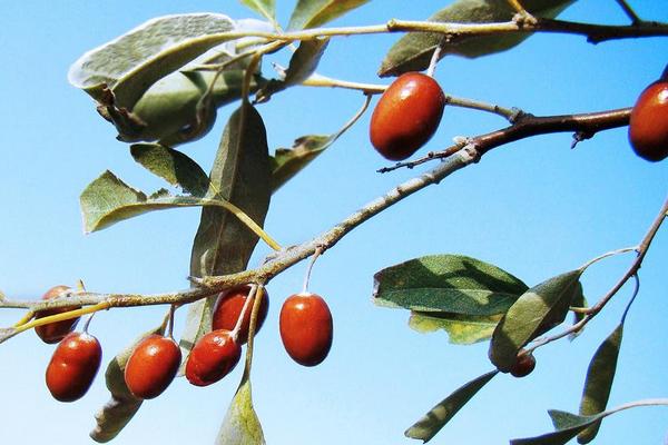 沙棗市場價格多少錢一斤 沙棗怎么吃