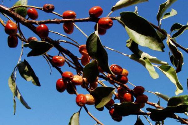 沙棗市場價格多少錢一斤 沙棗怎么吃