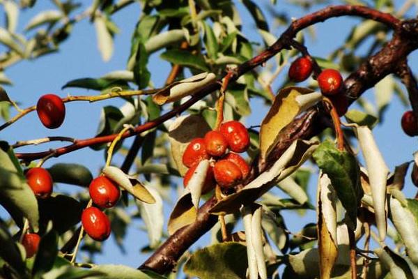 沙棗市場價格多少錢一斤 沙棗怎么吃